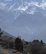 jomsom mountain yak