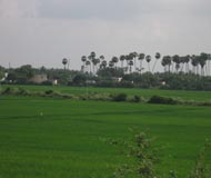 rice paddies