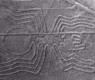 nazca-spider