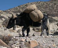 yak with pack