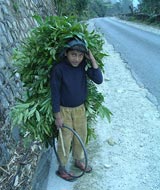pokhara leaf boy